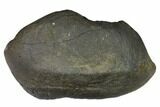 Fossil Whale Ear Bone - Miocene #144913-1